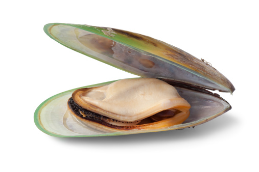 Mussel Dog Reviews Mussel Dog Reviews