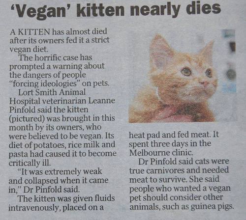 Vegan Kitty Nearly Dies