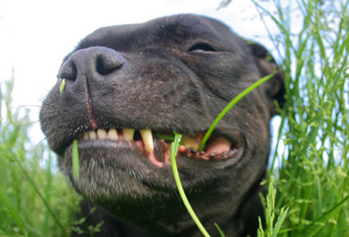 Why do dogs eat grass