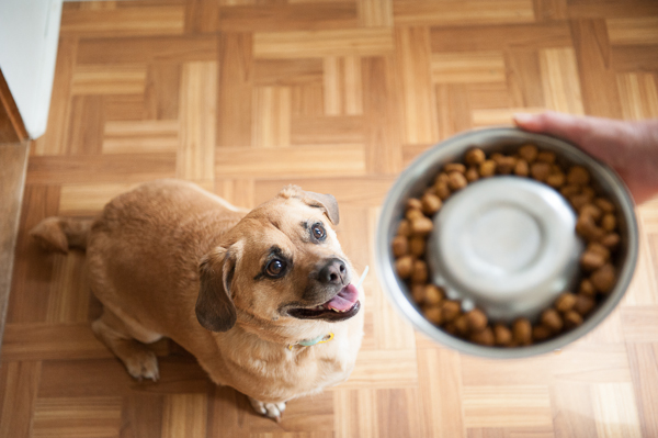 How to stop your dog eating too fast