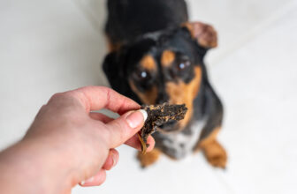 Best dog treats in Australia