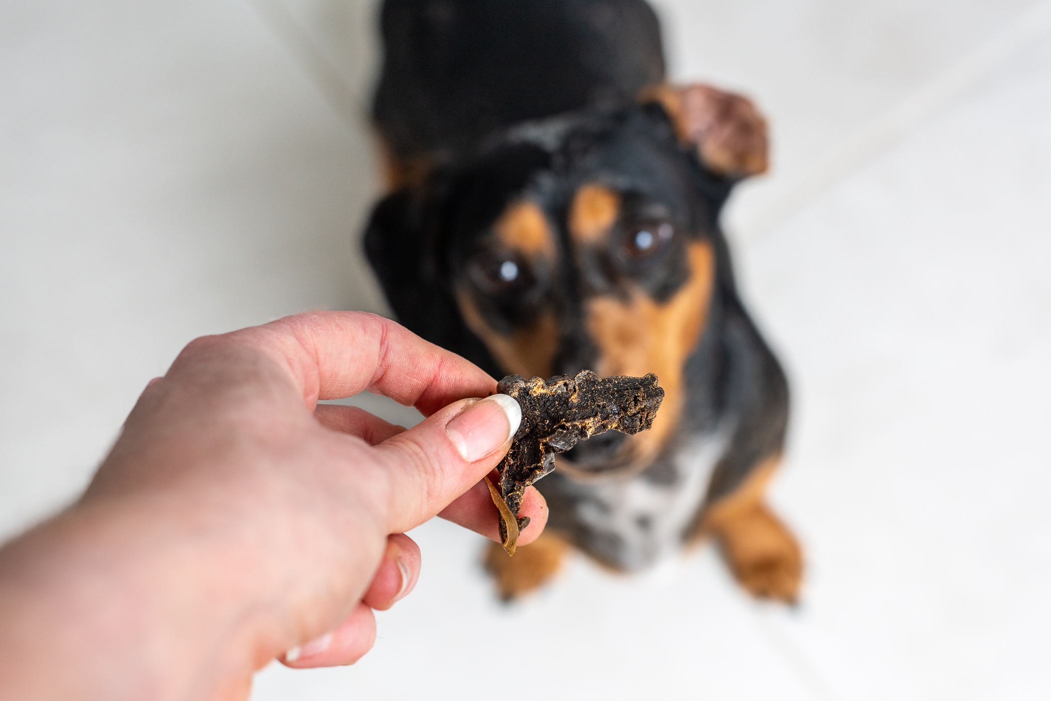 Best dog treats in Australia