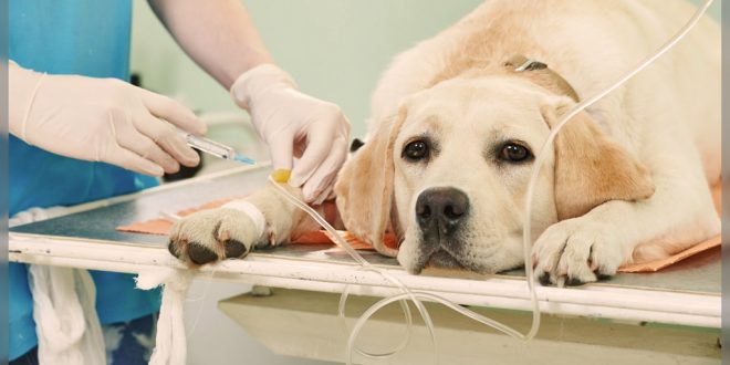 High carbohydrate dry foods linked to kidney failure in dogs?