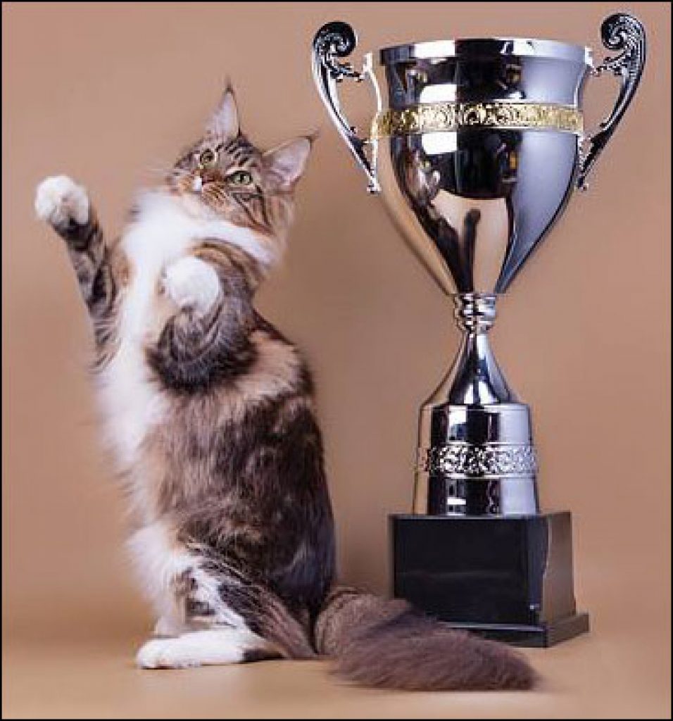 What's the best cat food (in Australia)?