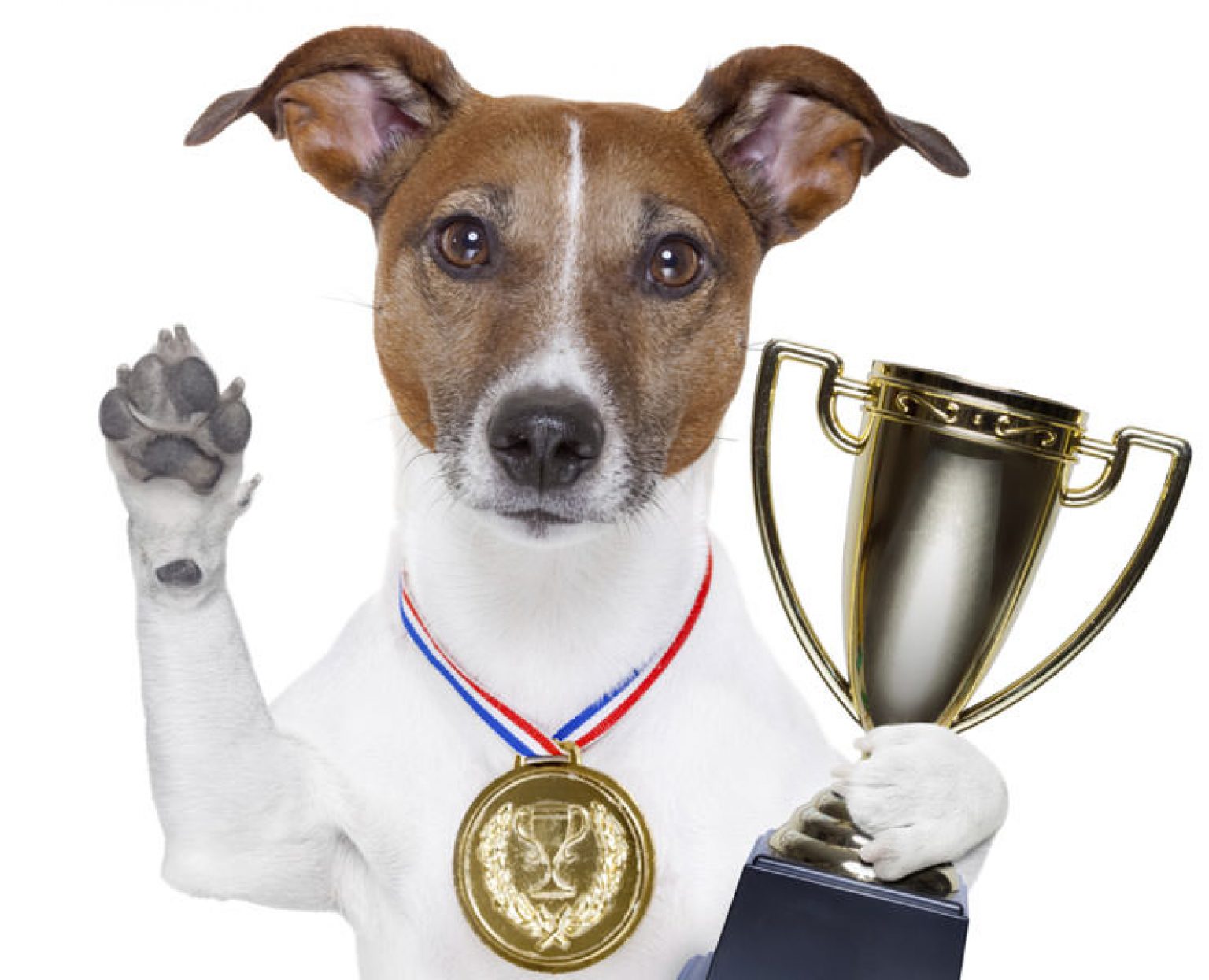 Best Dog Food Australia (2021) Pet Food Reviews (Australia)