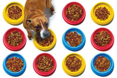 Dog Food Brands to Avoid