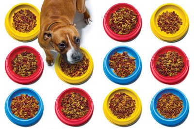16 dog food brands to on sale avoid
