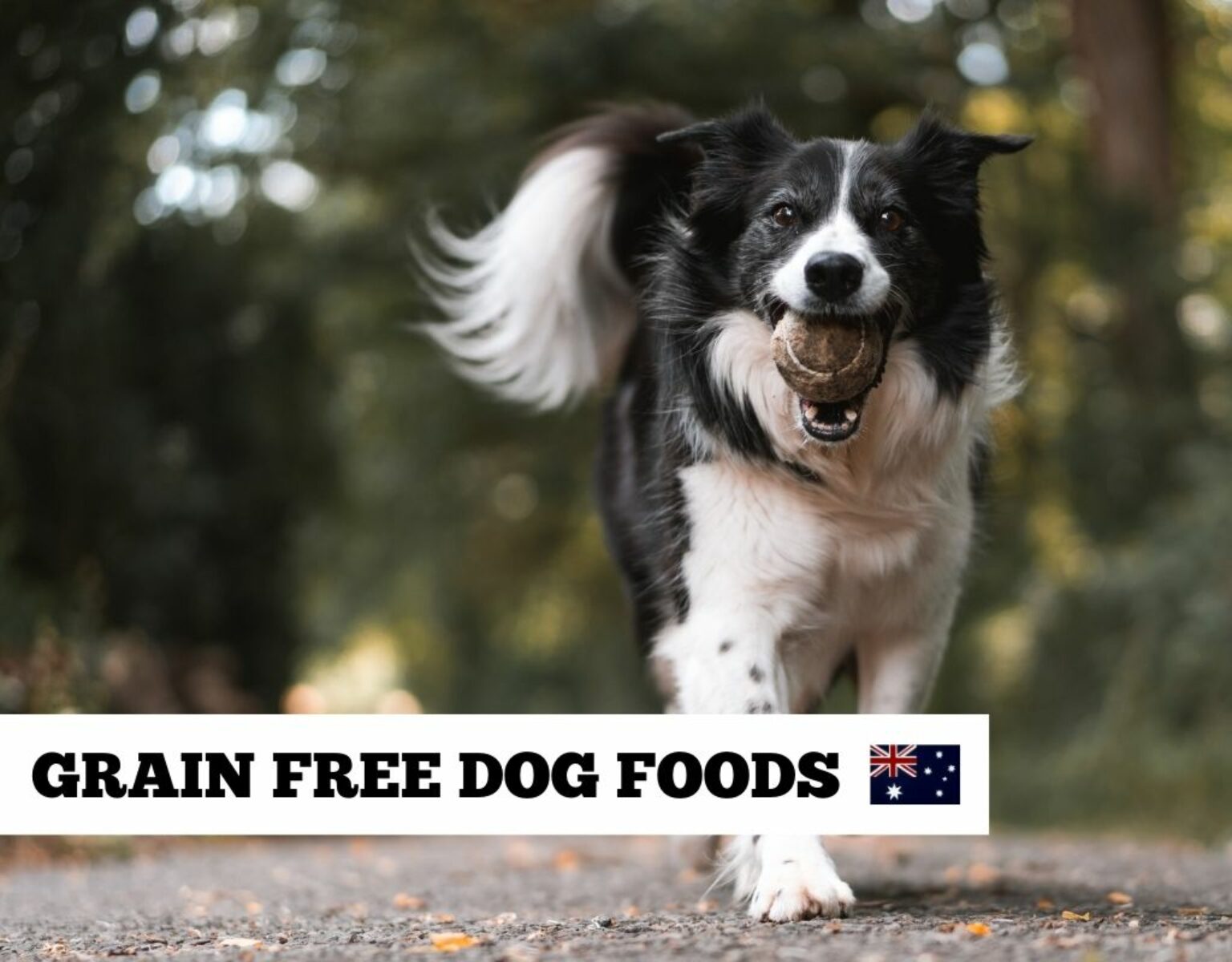 Grain Free Dog Food