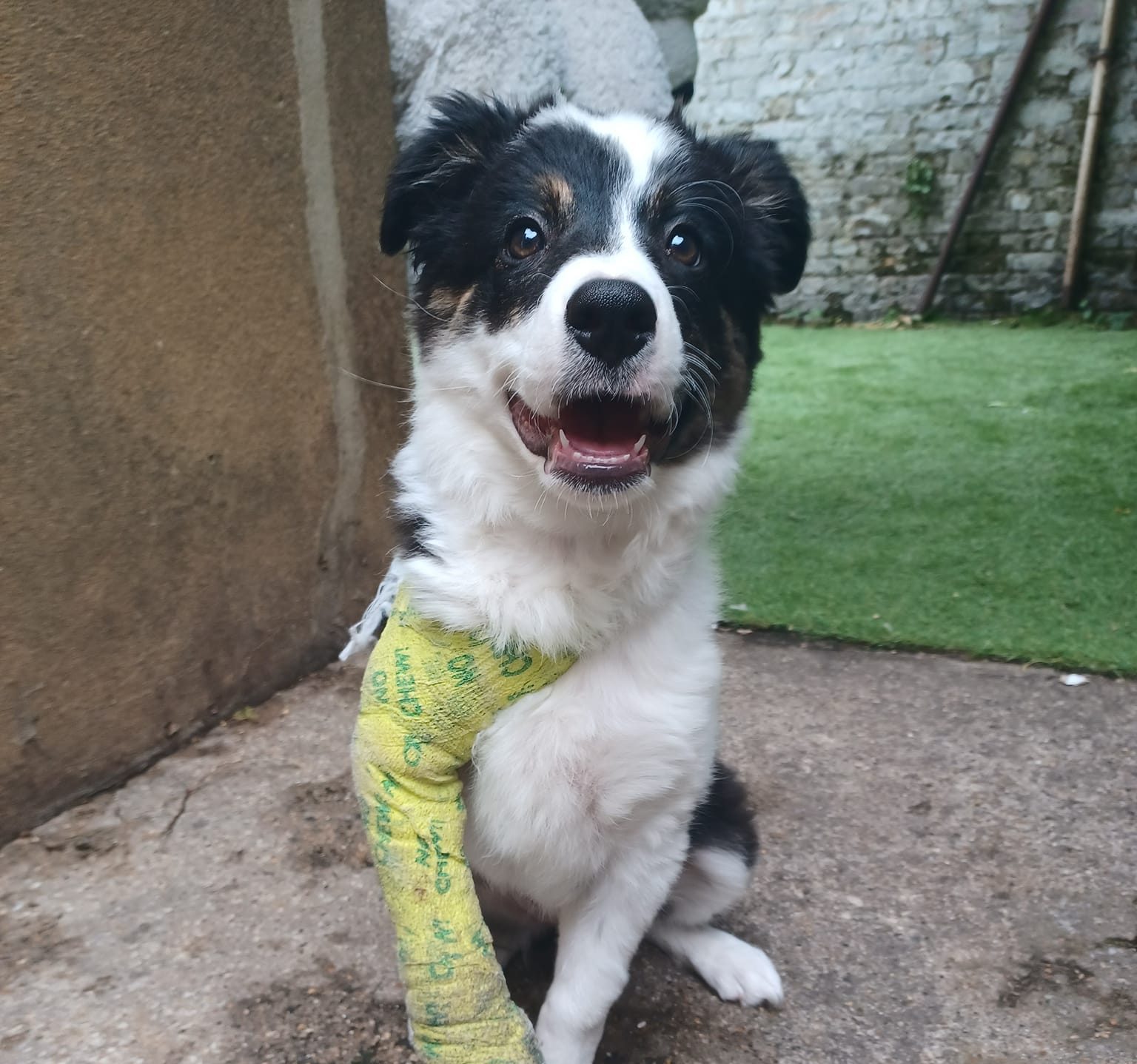 Border Collie RSPCA Pet Insurance