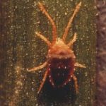 Dog food brands to avoid 2 Wheat Mite - Dog food brands to avoid