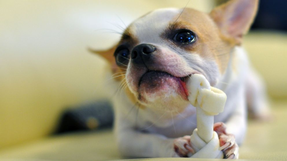 Vet recommended dog treats in Australia