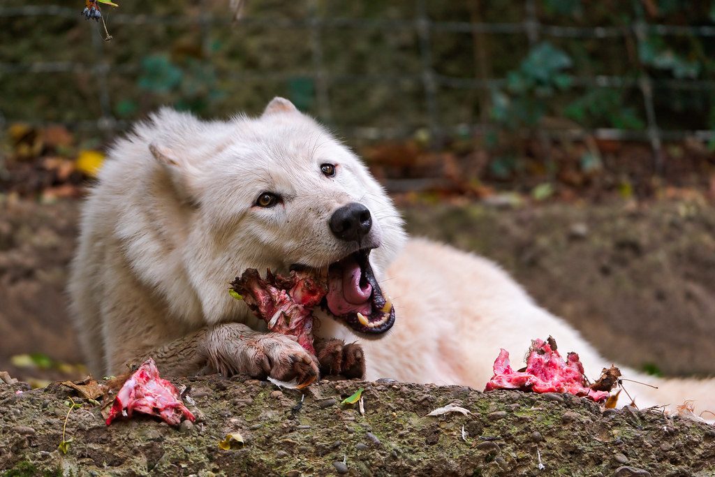 What is the best Working Dog food in Australia - what ingredients benefit a working dog?