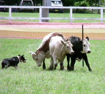 What's the best working dog food in Australia?