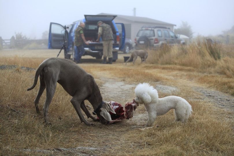 Are dogs carnivores or omnivores?