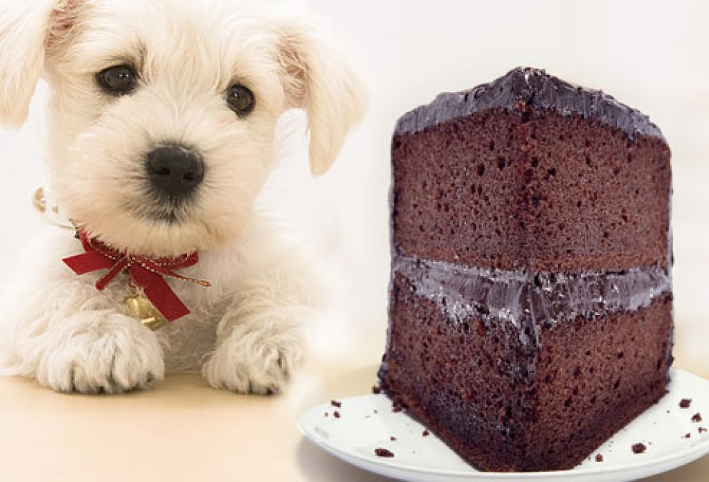 Why is chocolate bad for your dog - science, gene variants, and theobromine