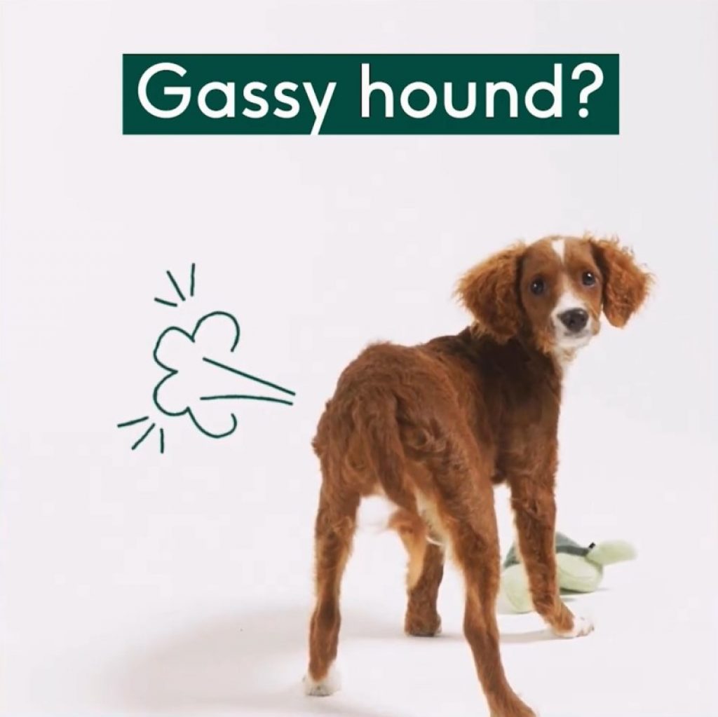 Lyka dog food review - gassy hound