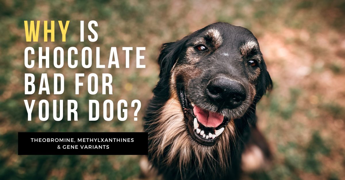 Why is chocolate bad for a dog