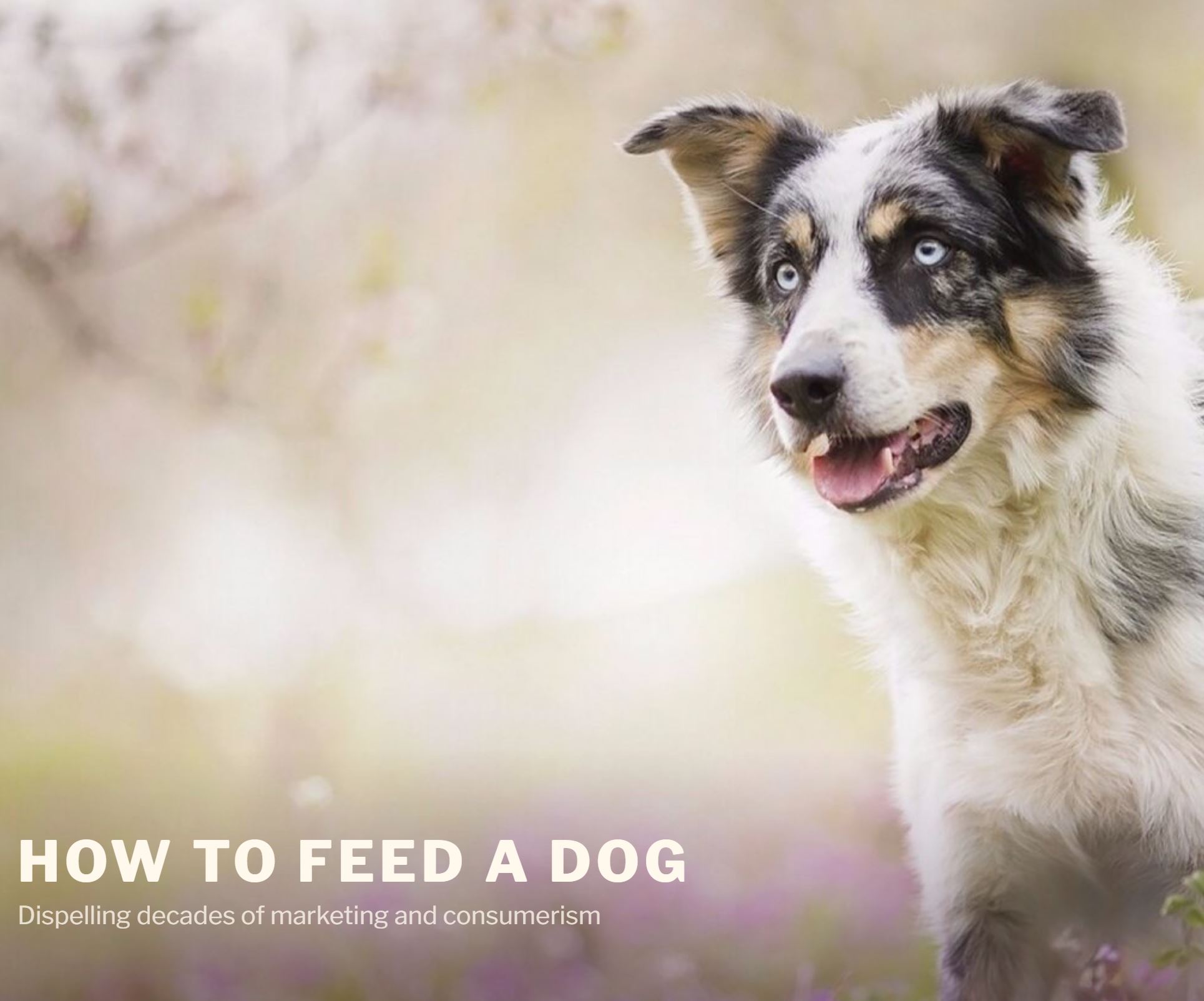 A guide on how to feed a dog (or cat)