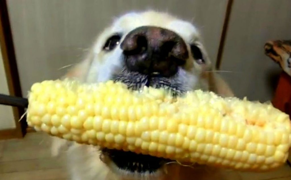 Should a dog eat corn