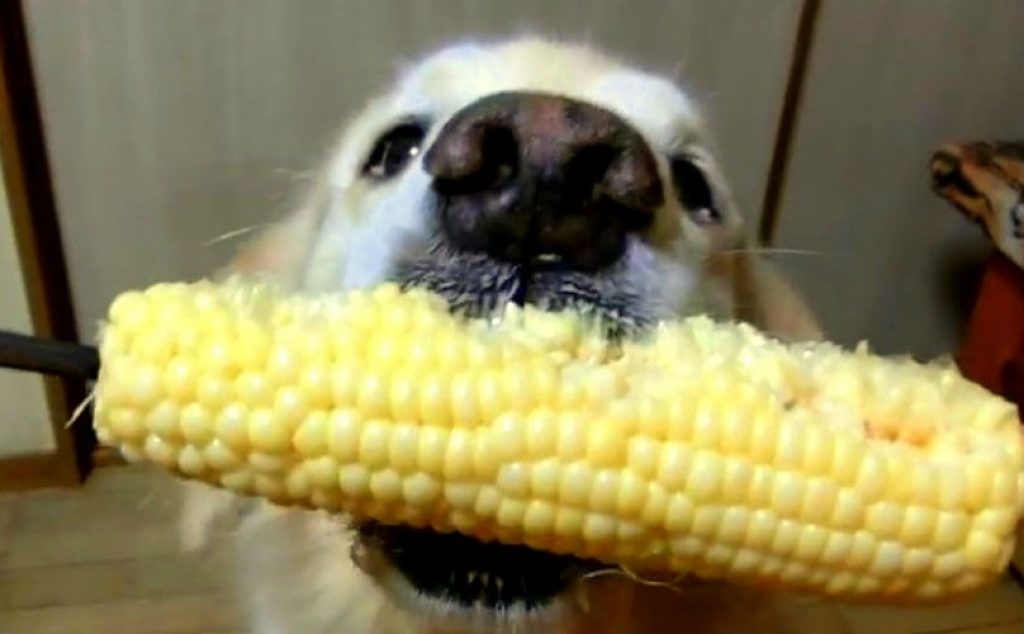Feeding corn to dogs sale