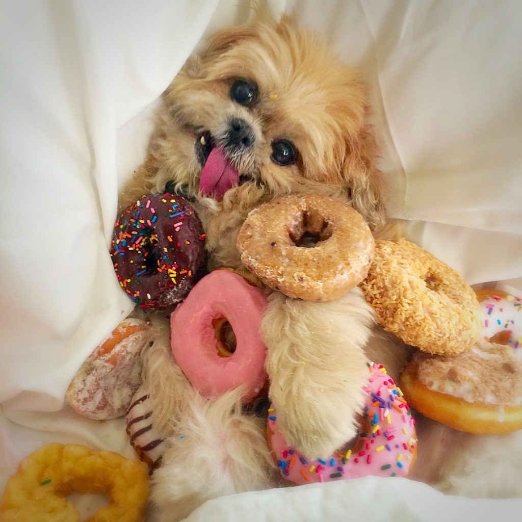 How to feed a dog (or cat) 9 Why does a dog like a food