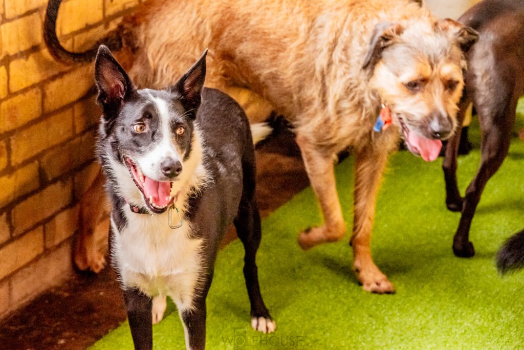 Border Collie X Kelpie 3 Border Collie X Kelpie