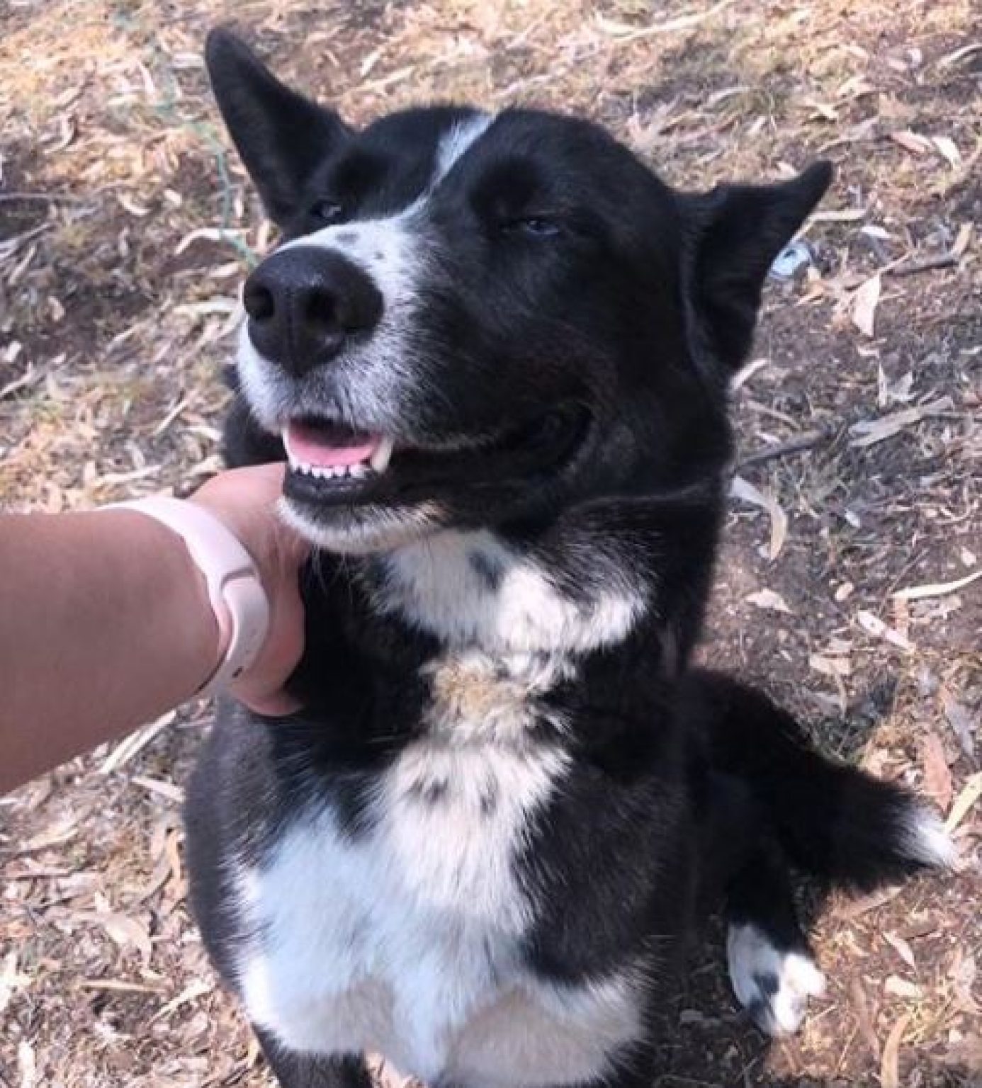 Border Collie X Kelpie