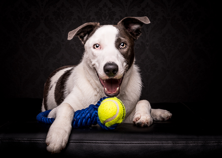 Border Collie X Kelpie