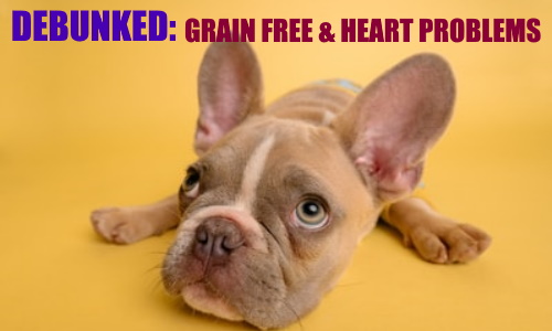 Understanding grain-free dog foods and heart problems