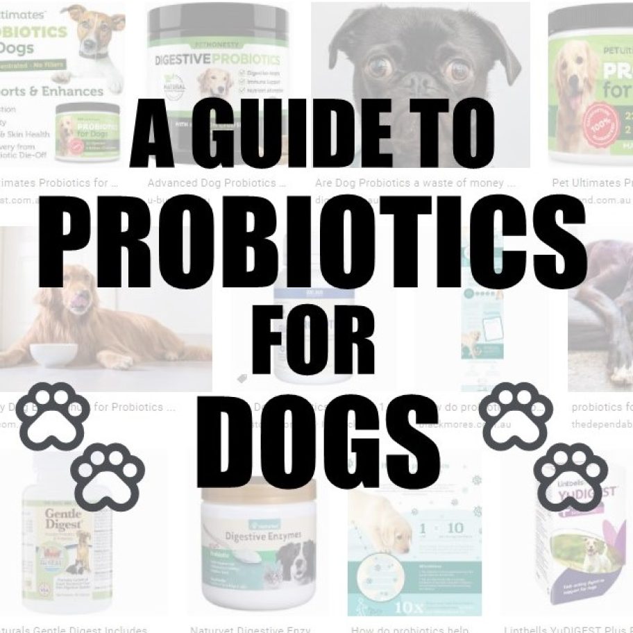 Probiotics for dogs