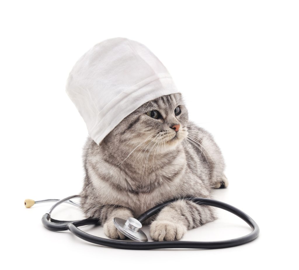 Heart disease in cats