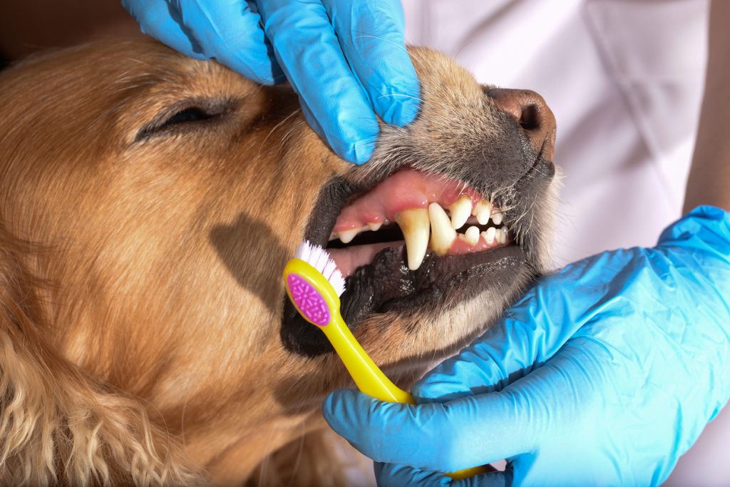 Avoiding heart disease in dogs - brushing your dog's teeth