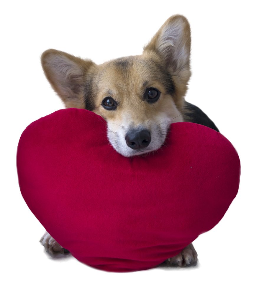 Heart disease in dogs