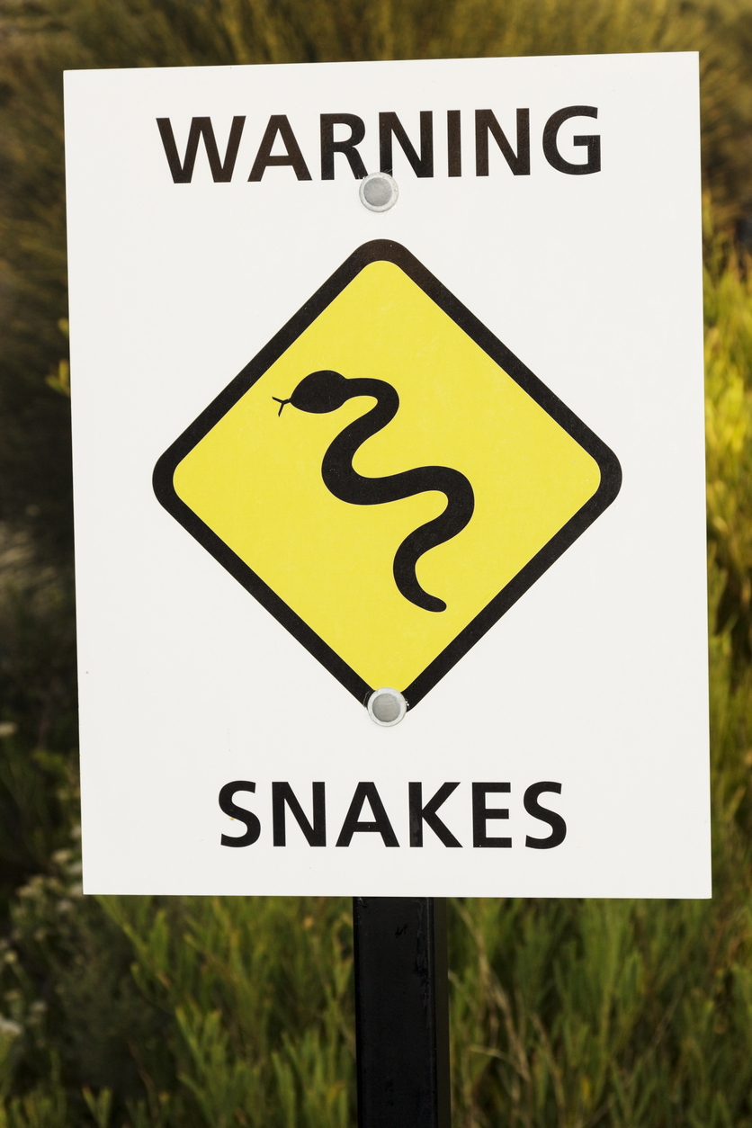 Snake bite symptoms in dogs 1 Snake bite symptoms in dogs