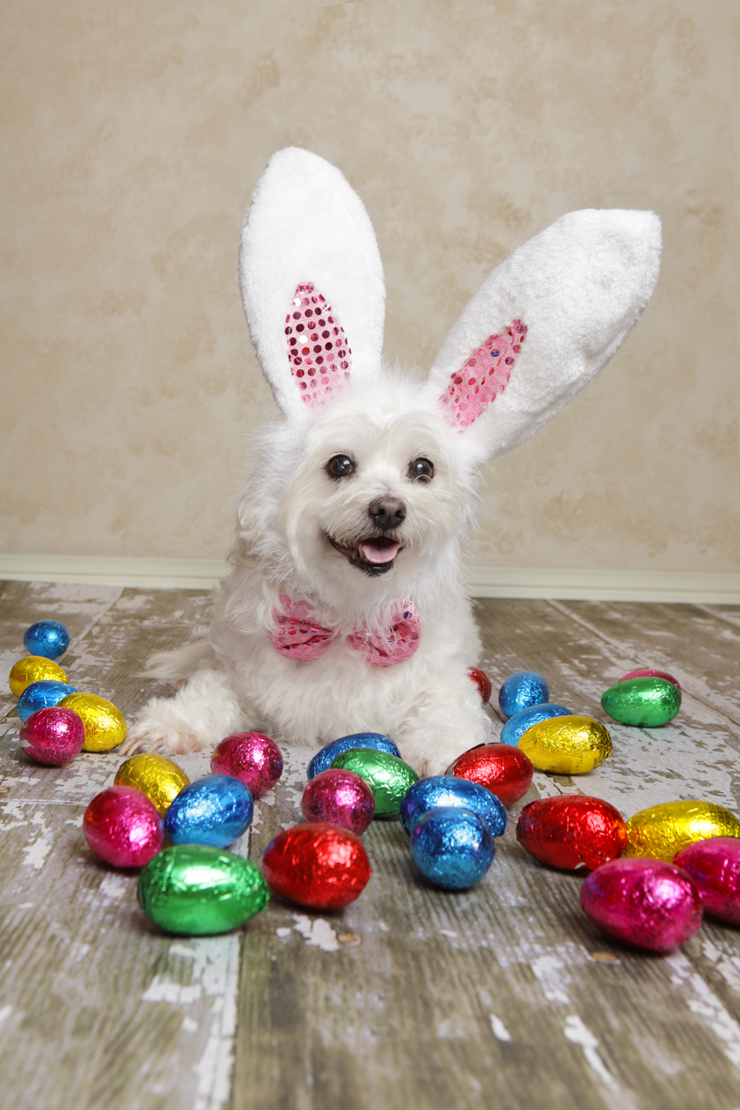 The Dog Who Ate Chocolate 1 The Dog Who Ate Chocolate
