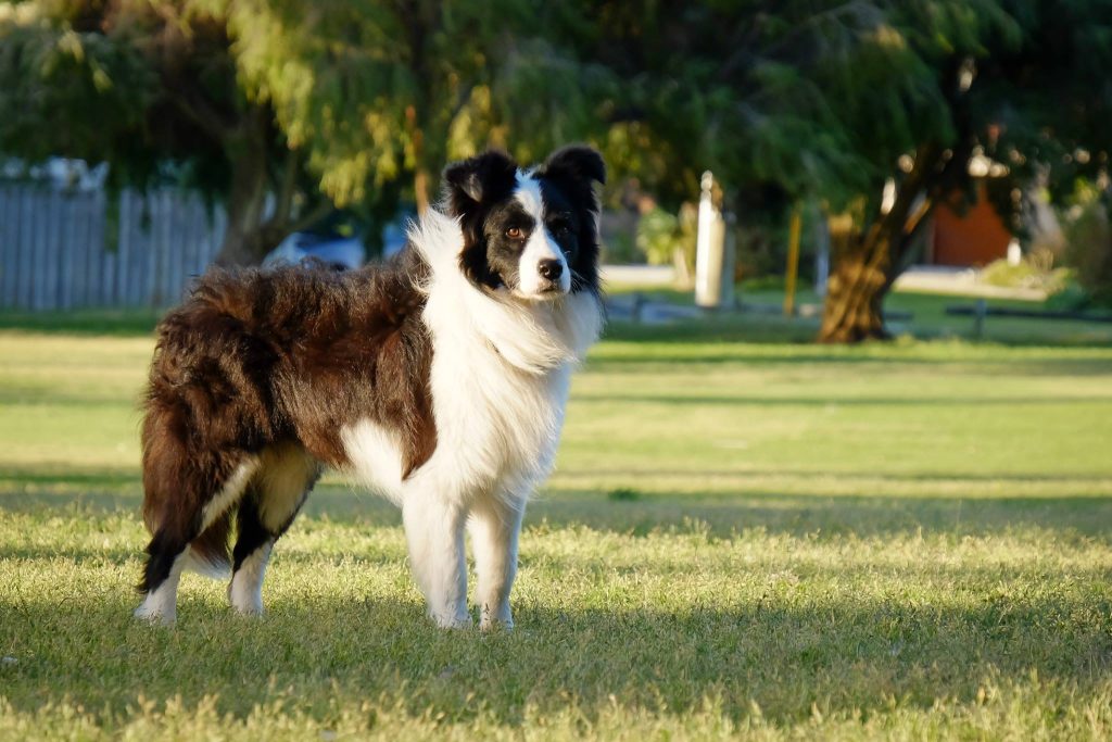 What's the best dog food (in Australia)? 16 what is the best dog food in australia