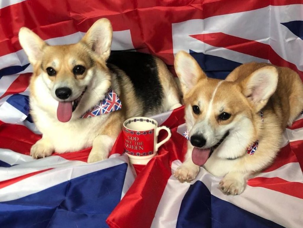 What does The Queen feed her dogs - Jubilee Corgis