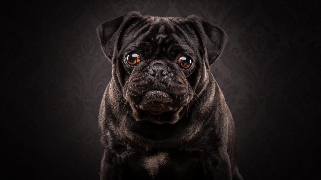Dog food reviews & cat food reviews in Australia 1 Dog food reviews & cat food reviews (Australia)