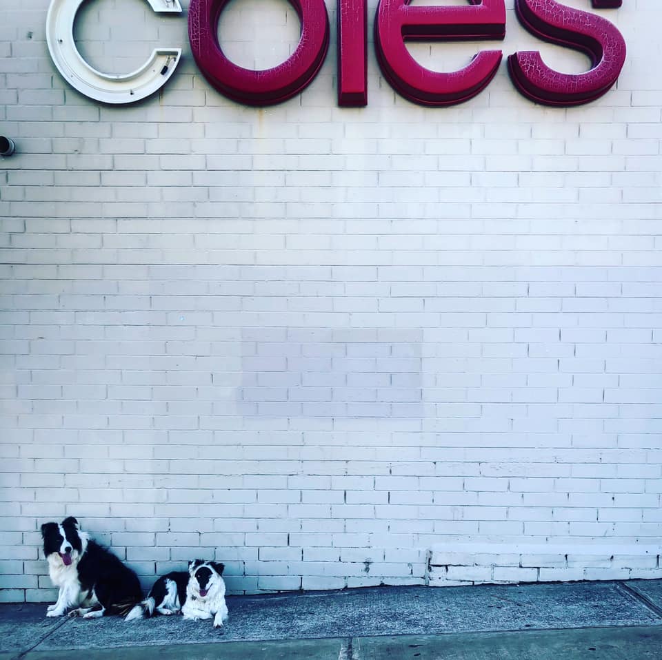 Coles dog foods