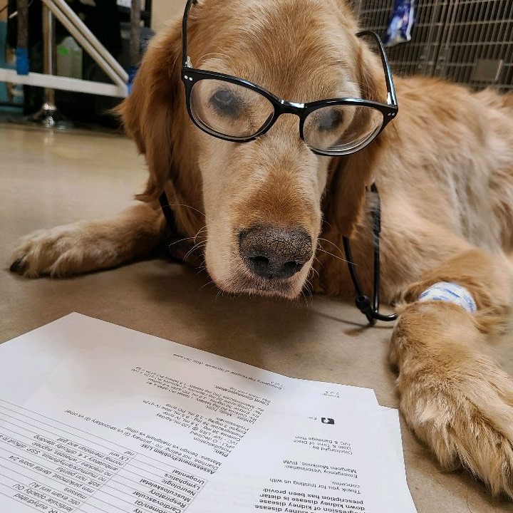 How does diet affect joint health in dogs? 1 How does diet affect joint health in dogs?