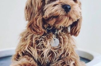 Cavoodle Breed Profile