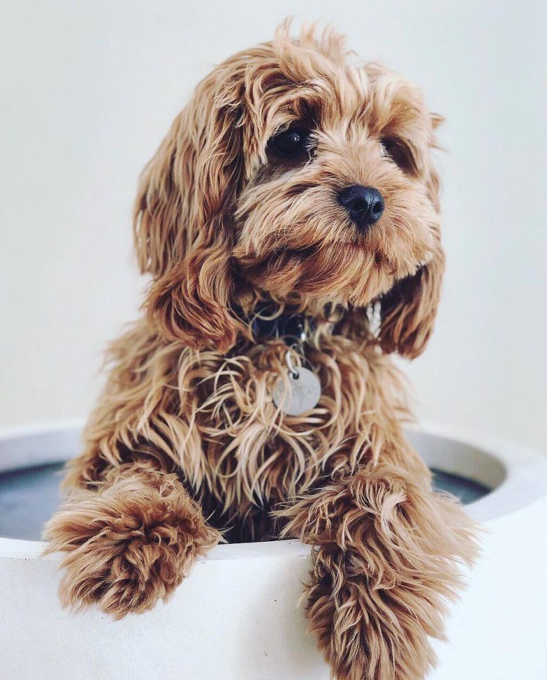Cavoodle Breed Information (Cavapoo)