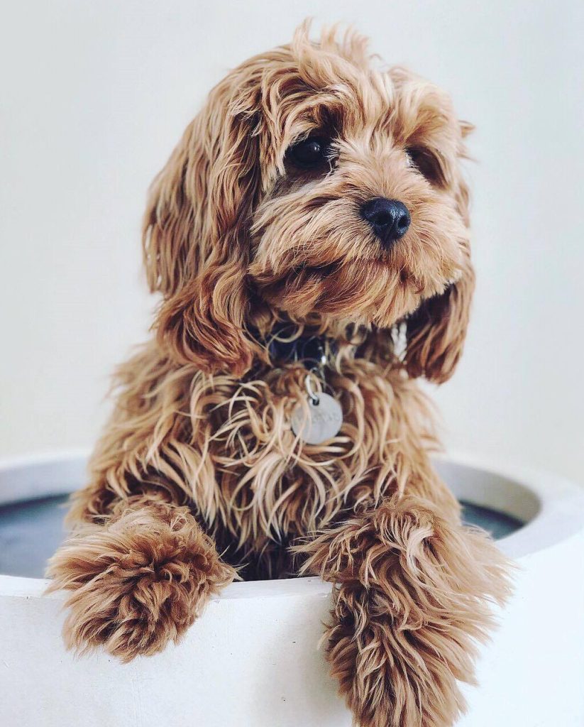 Cavoodle Breed Information (Cavapoo)
