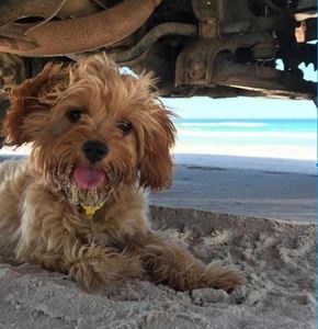 Cavoodle Breed Information (Cavapoo) 4 Cavoodle Breed Profile #1