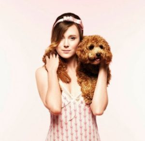 Cavoodle Breed Information (Cavapoo) 2 The Cavoodle breed makes for the perfect model dog!