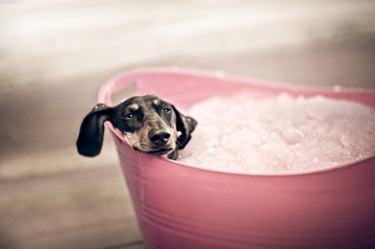 Dachshund Breed Information