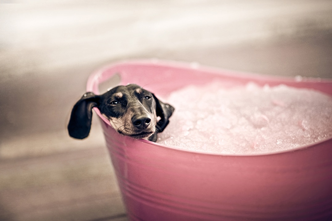 Dachshund Breed Information 1 Dachshund Breed Information