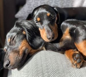 Dachshund Breed Information 6 Dachshund breed profile #4