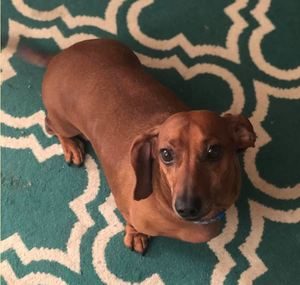 Dachshund Breed Information 5 Dachshund breed profile #3