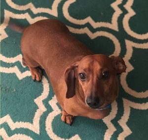 Dachshund breed profile #3